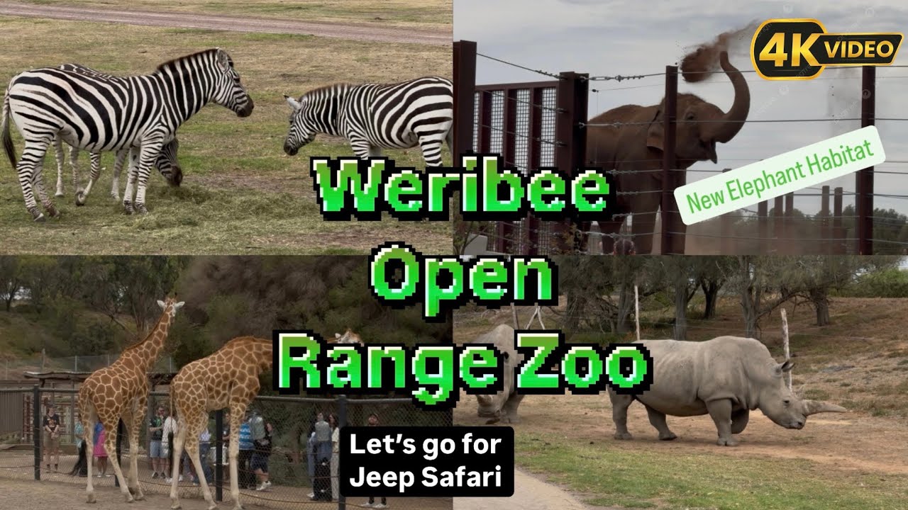 Werribee Open Range Zoo | Elephant New Trail || Jeep Safari | 4K VIDEO