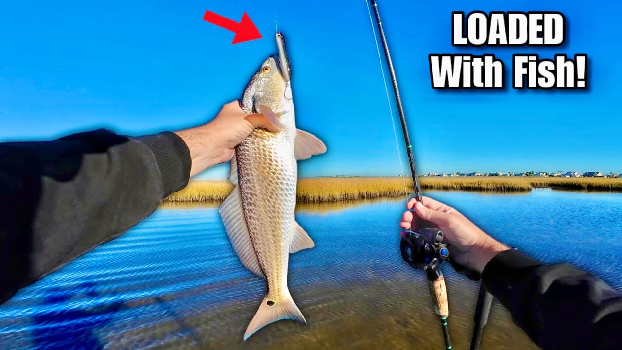 Ловля морского окуня с помощью приманок TOPWATER!