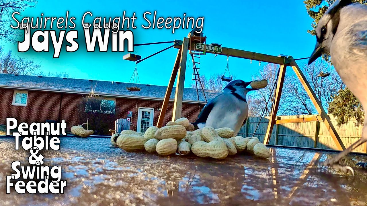 Peanut Table Jays Win #squirrels #bluejays #birds #wildlife #wildlifefeeding #gopro 