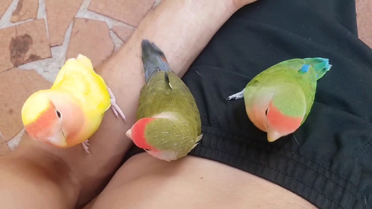 Uma tarde no quintal - Pets Na Net
