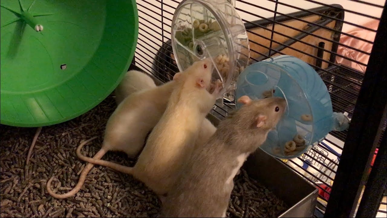 Rat Foraging Friday #6 (Foraging Wheel)