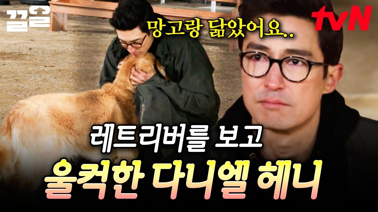 3년 전 무지개다리 건넌 자신의 반려견과 똑 닮은 레트리버를 보고 자리를 떠나기 힘든 다니엘 헤니...😭 | 업글인간