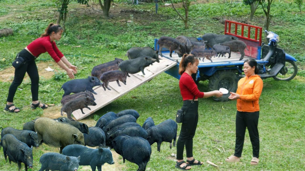FULL VIDEO: Buy Many Of Piglets and Buffalo From Farmers - Harvesting Banana Goes To Market Sell