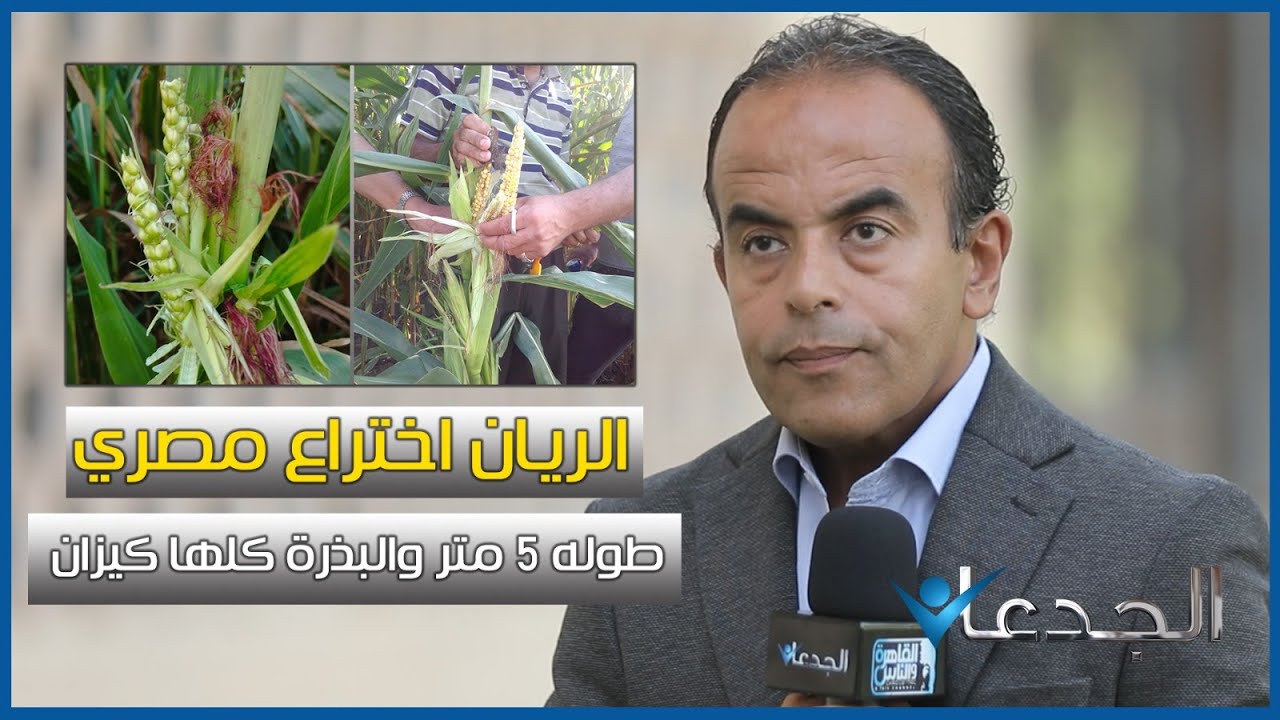 ذرة الريان طوله ٥ متر والبذرة وكلها كيزان .. ومتميزة كسيلاج علفي .. اختراع مصري