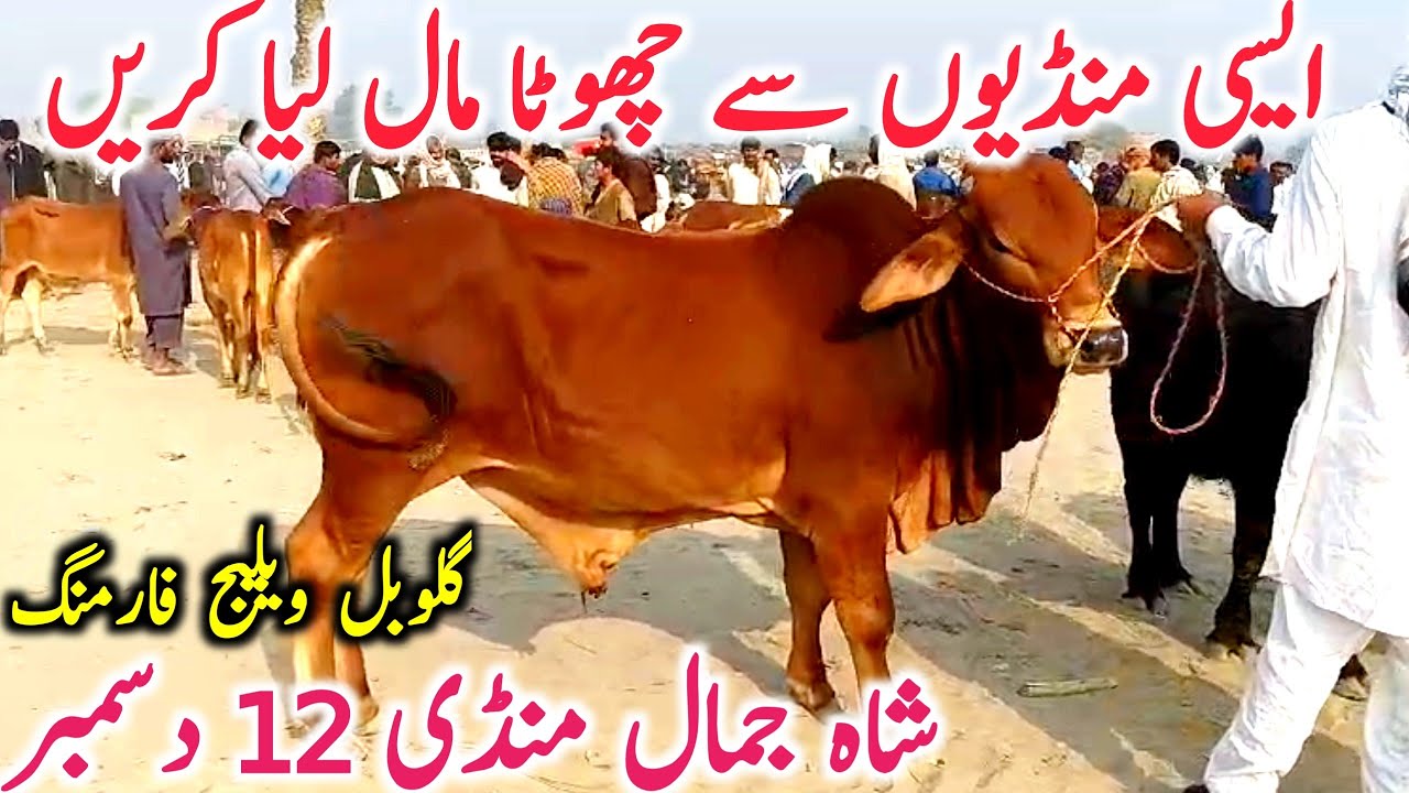 Cholistani Sahiwal Brahmn Zero Size Bachre | Shah Jamal Cow Mandi || Global Village Farming