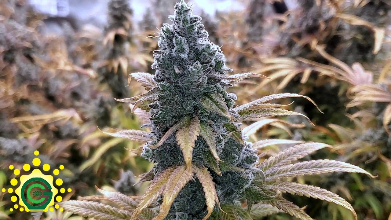 HARVEST DAY!!! + Weeks 7-9 of Flower - Growers Choice Grow EP5