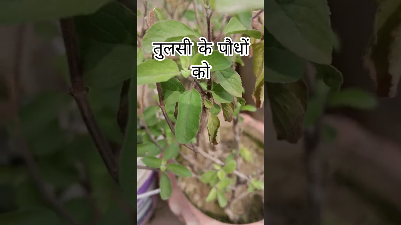 तुलसी के पौधों को #trending #tulsi #garden #viralshorts #viral #short #gardening #farming #facts