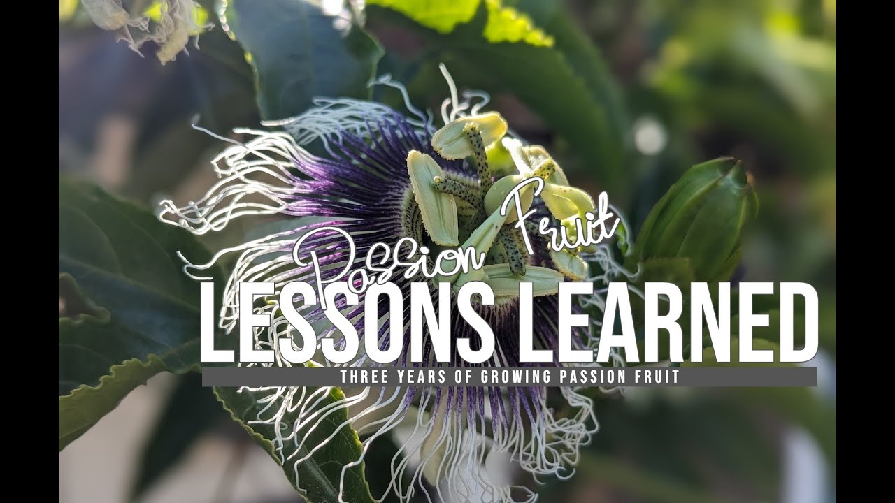 Watch this before planting PASSION FRUIT - Three years of growing in SoCal 10b