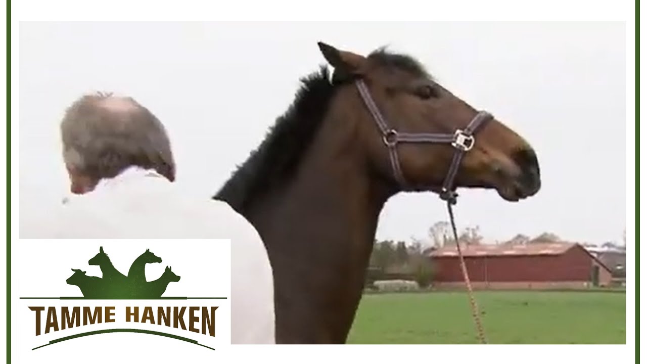 Sehr &auml;ngstliches & unruhiges Pferd auf dem Hankenhof | Tamme Hanken | Kabel Eins