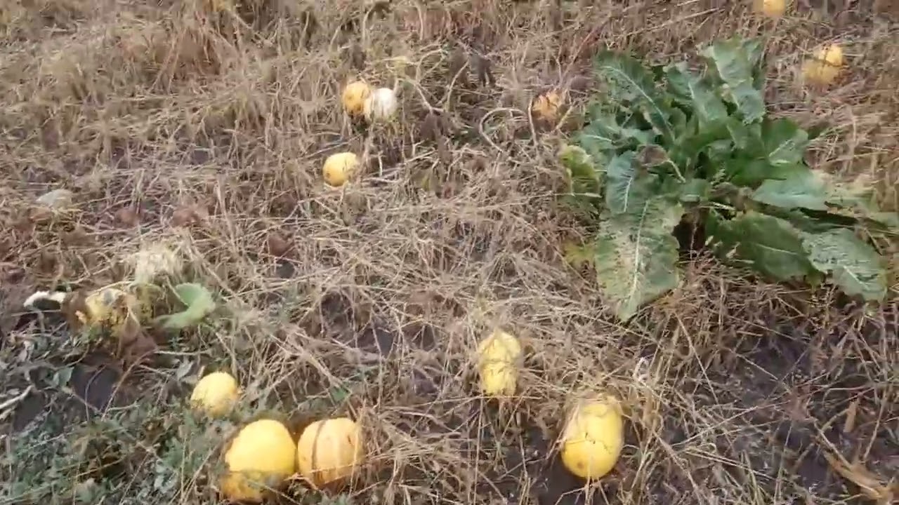 Тыква, гарбуз сорт 