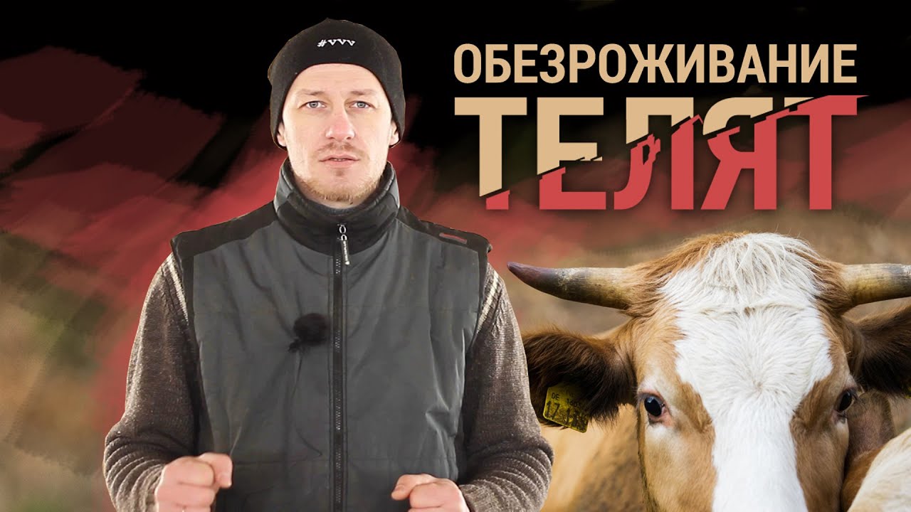 Обезроживание телят