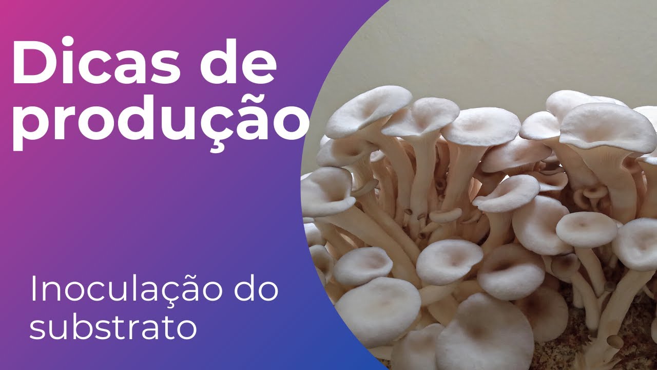 Dicas de produ&ccedil;&atilde;o - Inocula&ccedil;&atilde;o do substrato