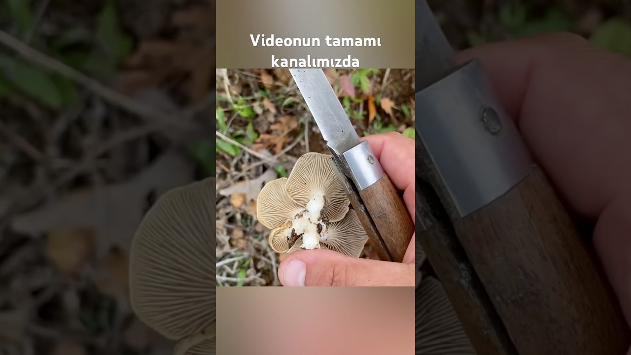 Полное видео короткого отрывка нашей охоты за грибами в Каракулаке вы можете посмотреть на нашем ...