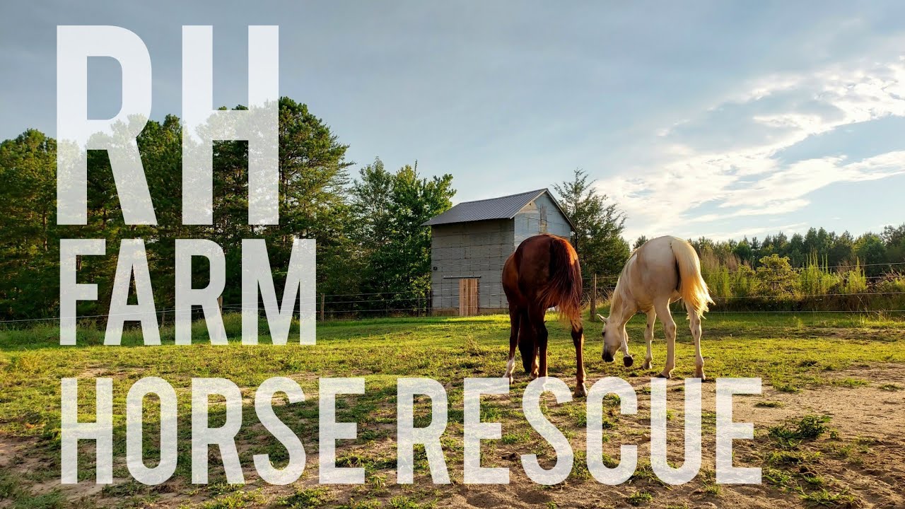 Get To Know Us! All About RH Farm Rescue and How We Help Horses