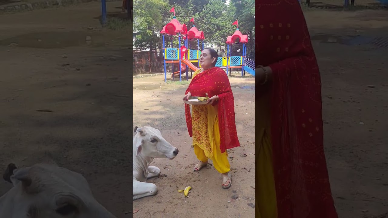 gaumata video 1