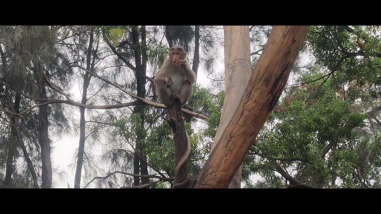 Wild monkey Indian bonnet macaque feeding in the tree
