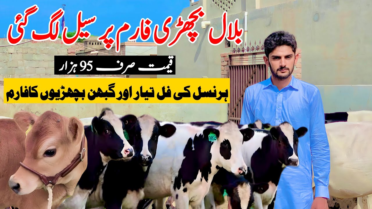 Bilal Bachri Farm | Heifers For Sale | Pregnant Heifers | Cross Bachrian | Pk Janwar Mandi