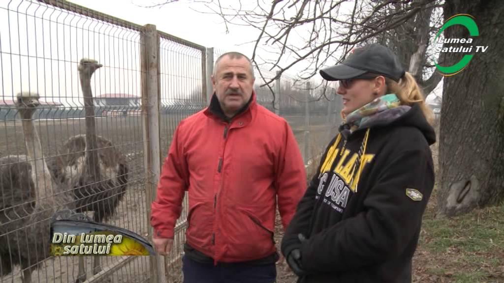 Cat de profitabila mai este afacerea cu struti?