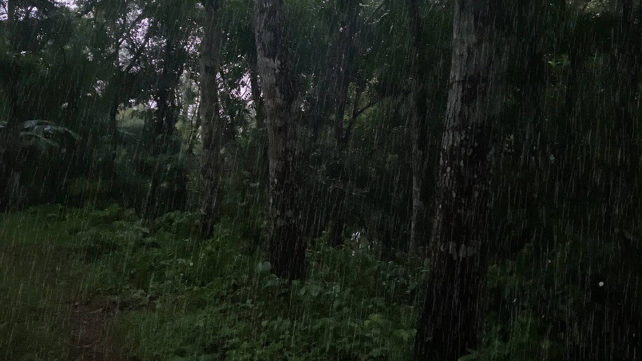 Rain in the Tropical Forest 🌧️ Dark Nature Sounds for Sleep & Relaxation