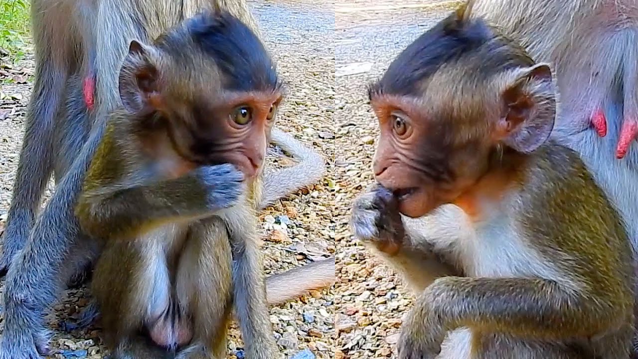 Young monkey tries to find food with sad mother