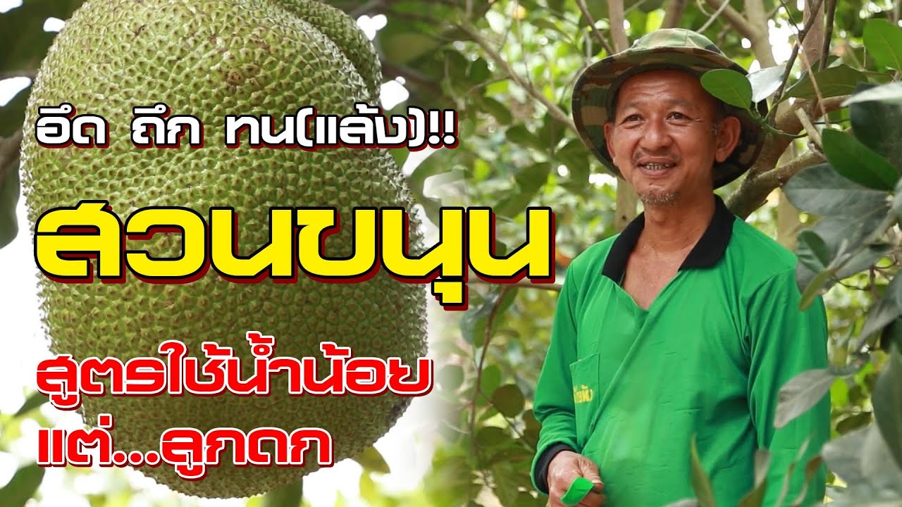 สูตรบำรุงขนุน ให้ออกลูกดก เห็นผลจริง!! (ทนแล้งใช้น้ำน้อย)