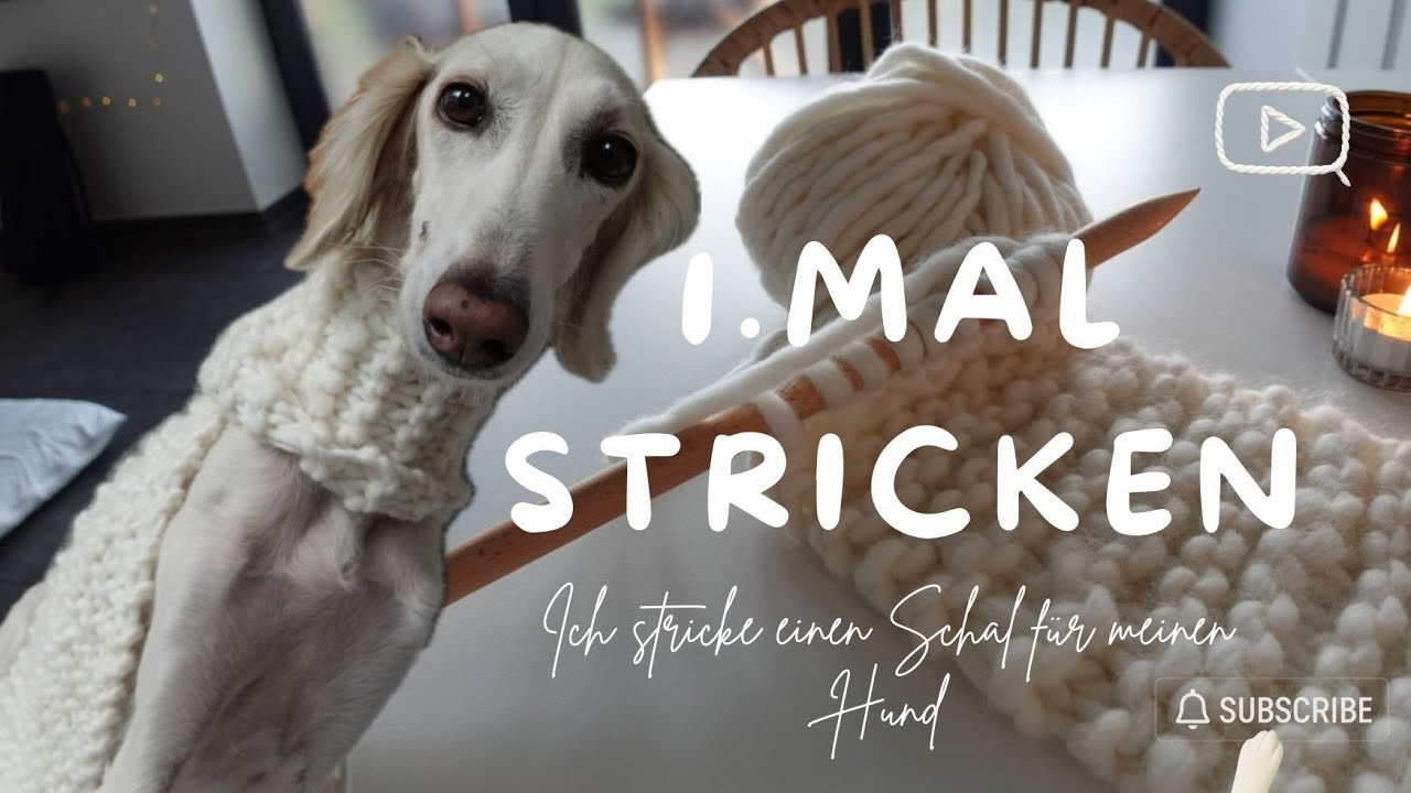 🐑 Zum ersten Mal Stricken: So klappt der Schal für meinen Hund! 