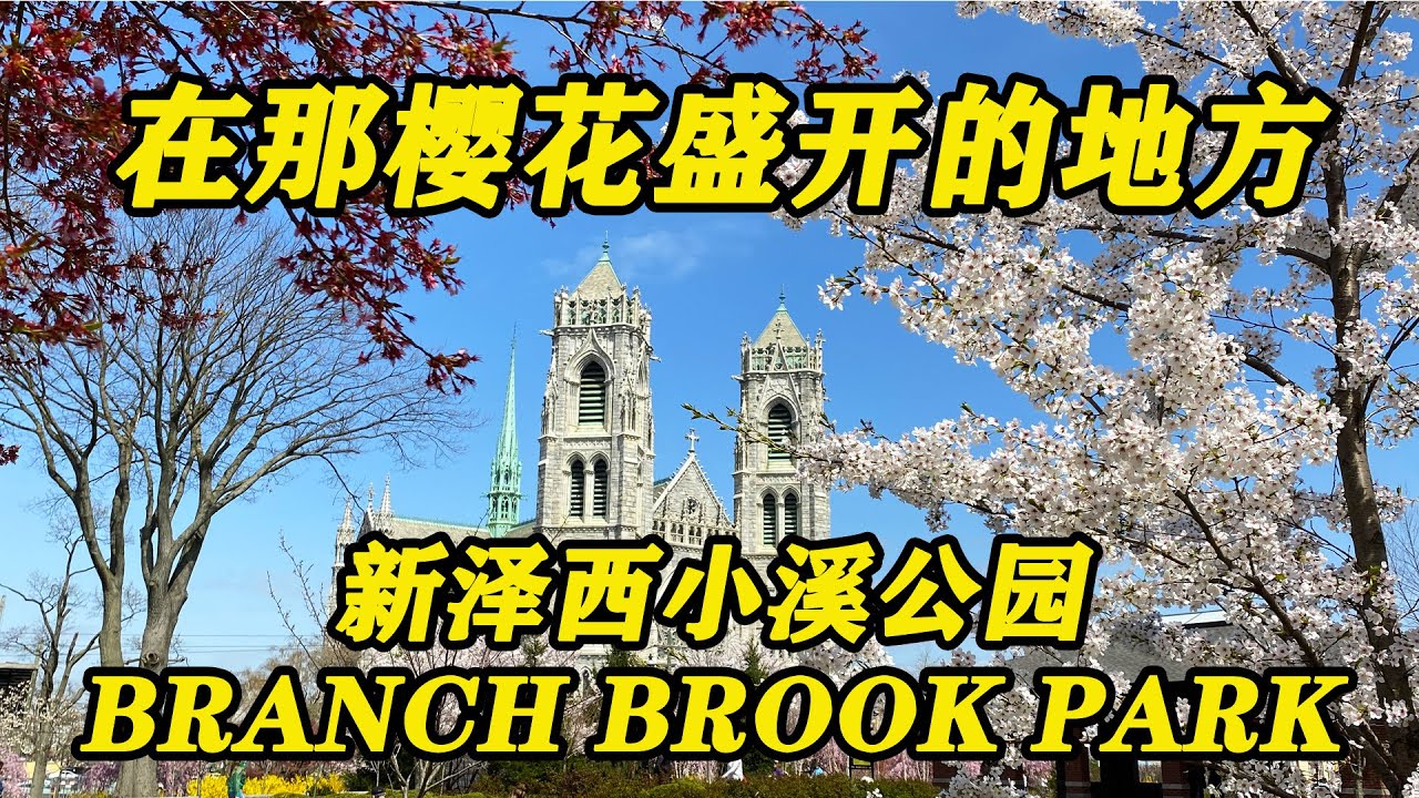 在那樱花盛开的地方～新泽西小溪公园（Branch Brook Park Cherry Blossoms 2021）