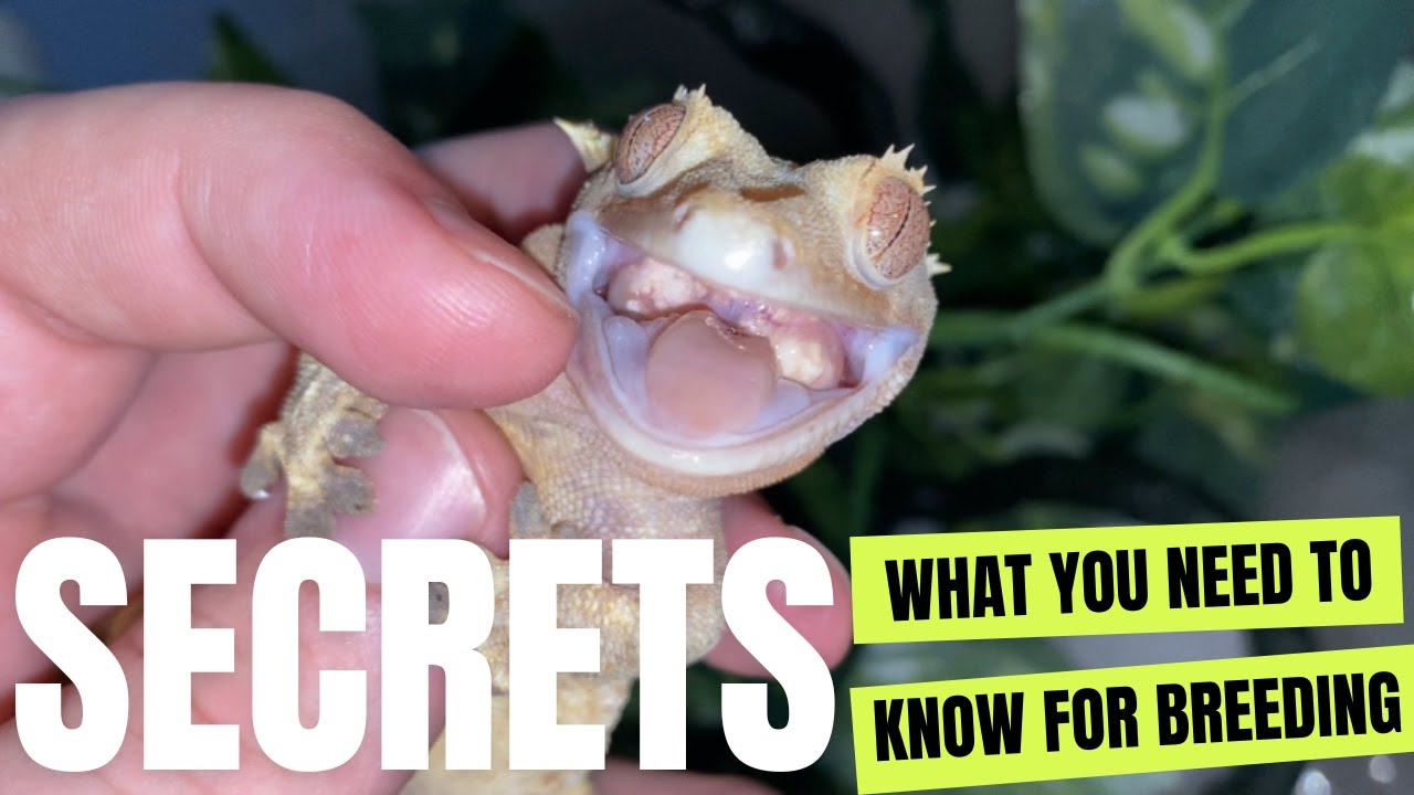 HOW TO prepare female CRESTED GECKOS for BREEDING!