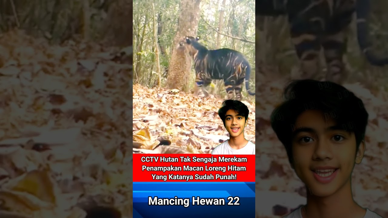 Harimau Jawa Menampakkan Diri!!? #shortvideo #shorts #short #harimau #tiger #harimaujawa