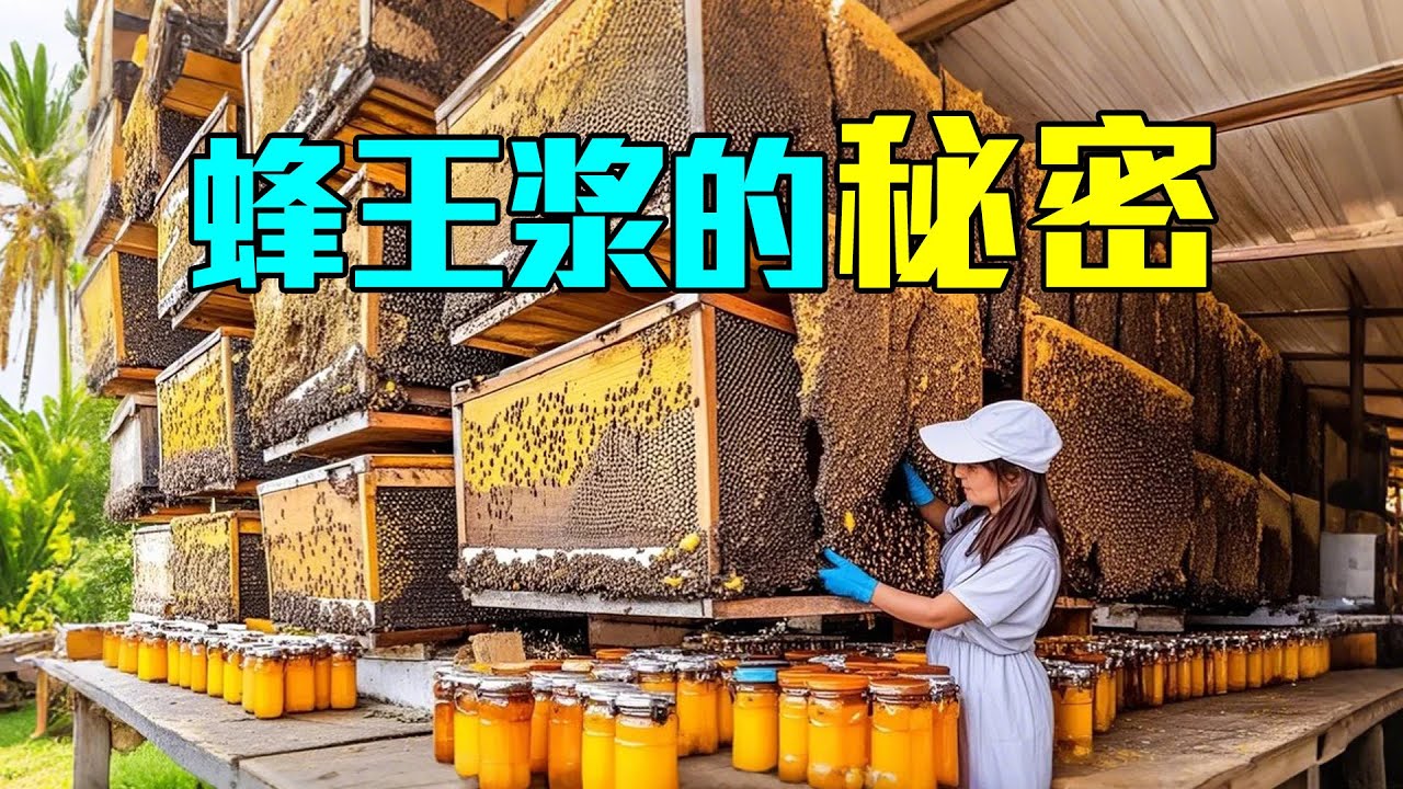 如何生產蜂王漿？養蜂過程大開眼界