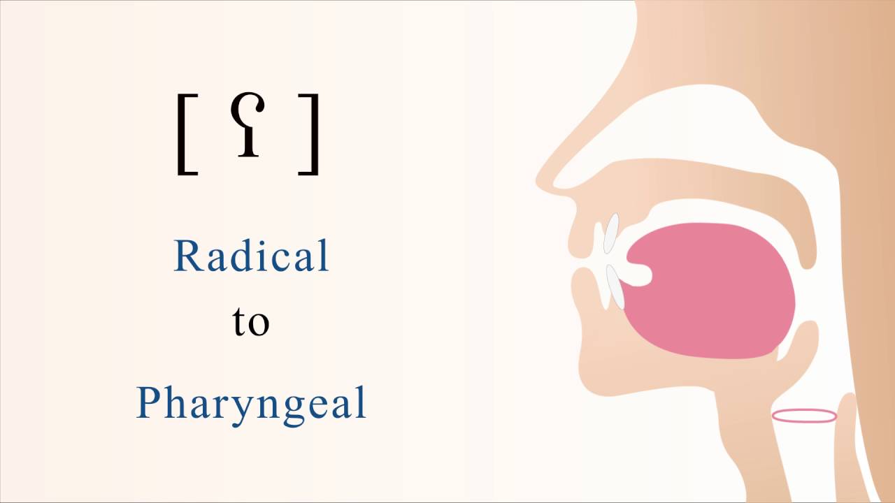 [ ʕ ] voiced radical pharyngeal non sibilant fricative