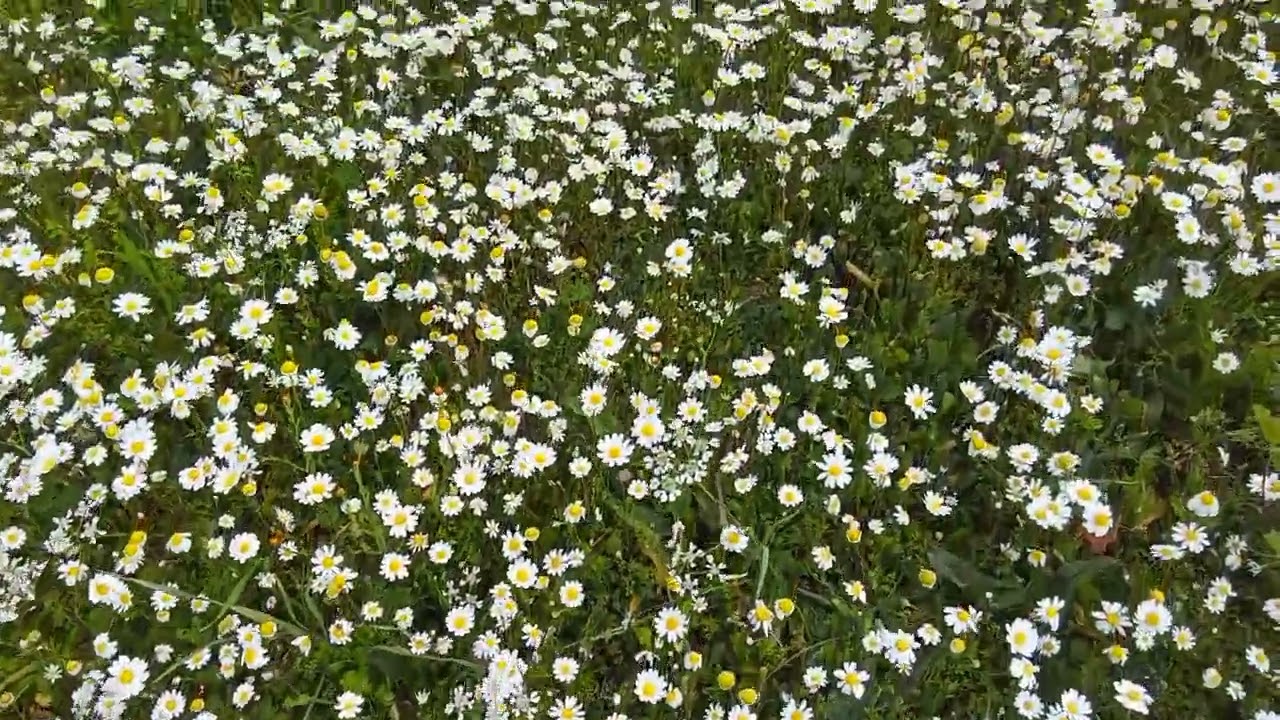 Μαργαρίτες 🌼🌼🌞💗