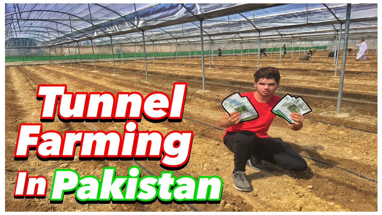 Tunnel Farming in Pakistan I tunnels farming in Pakistan I tunnels farming