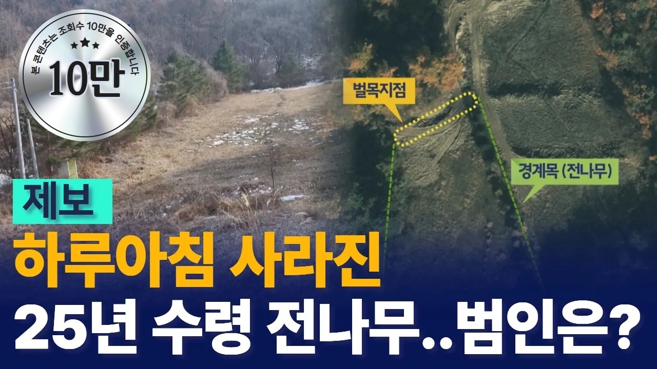 [G1뉴스]감쪽같이 사라진 전나무..범인은?