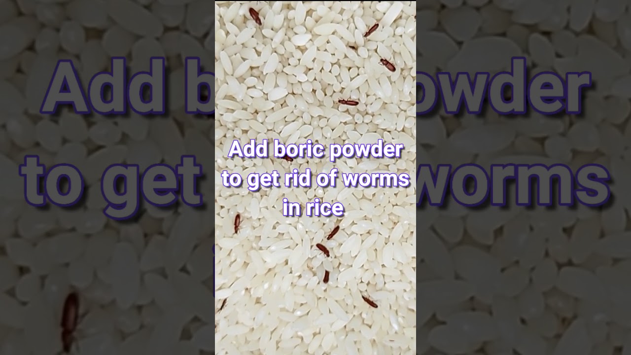 How to Get rid of worms in rice
