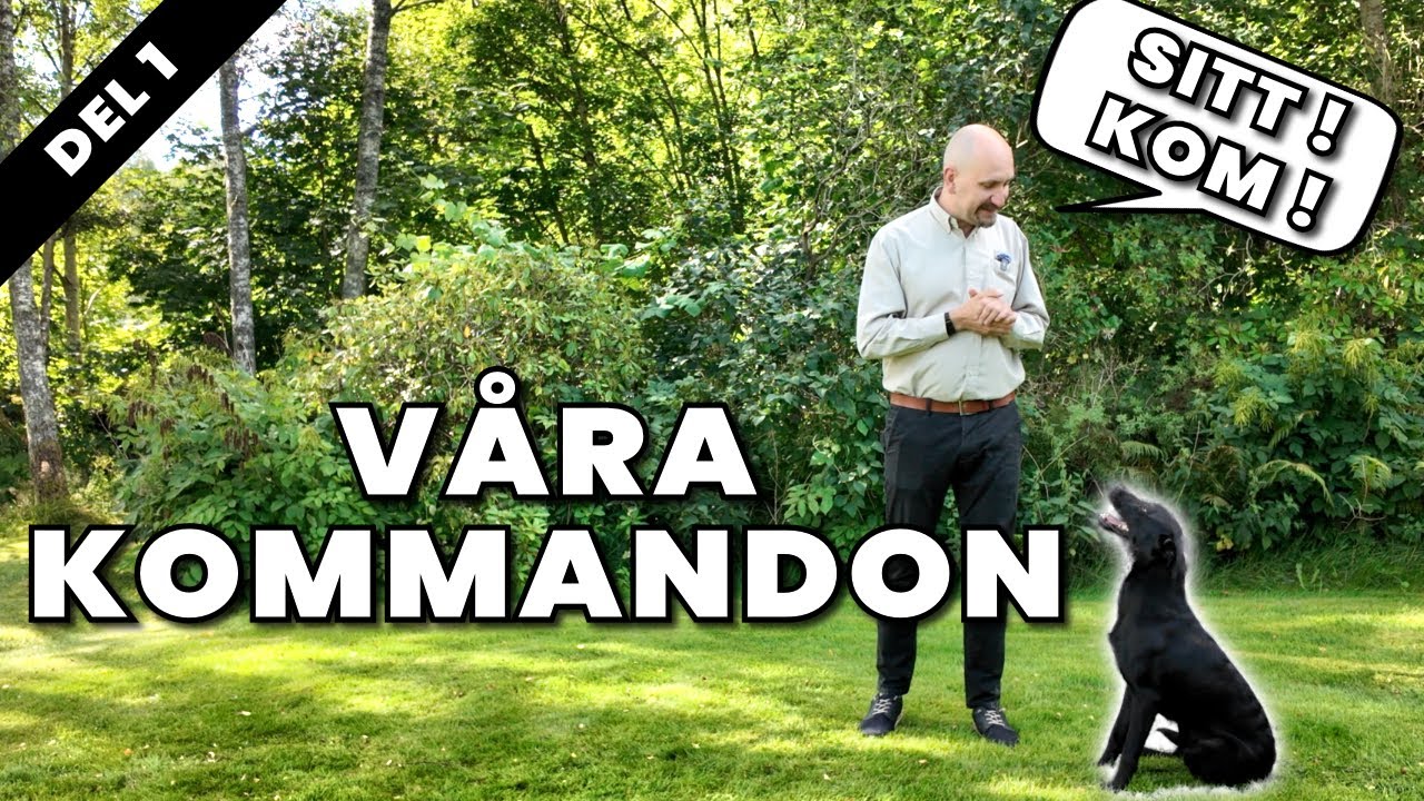 V&aring;ra kommandon n&auml;r vi tr&auml;nar hund
