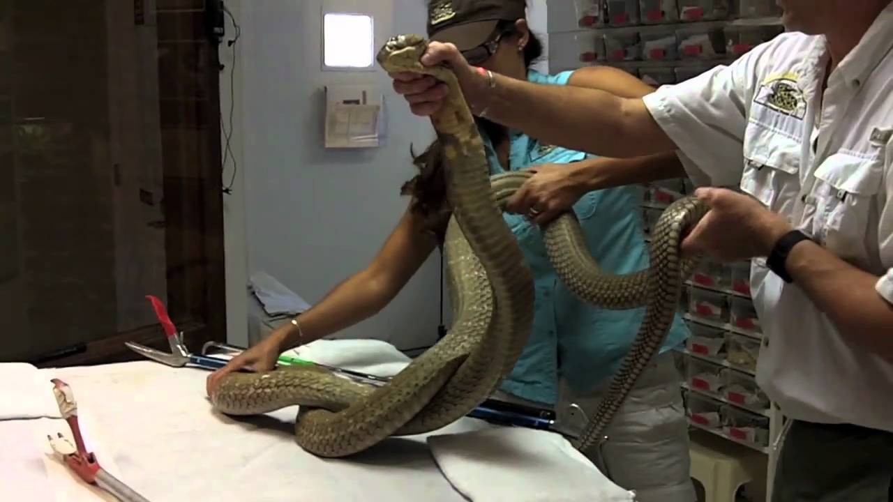Reptile Discovery Center and the Venom Extraction Program
