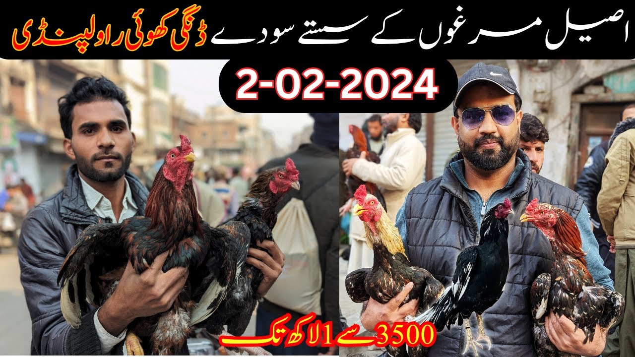 Raja bazar dingi khoi Rawalpindi 2024 | راولپنڈی میں اصیل مرغوں کا جمعہ بازار | Aik Murga Le liya