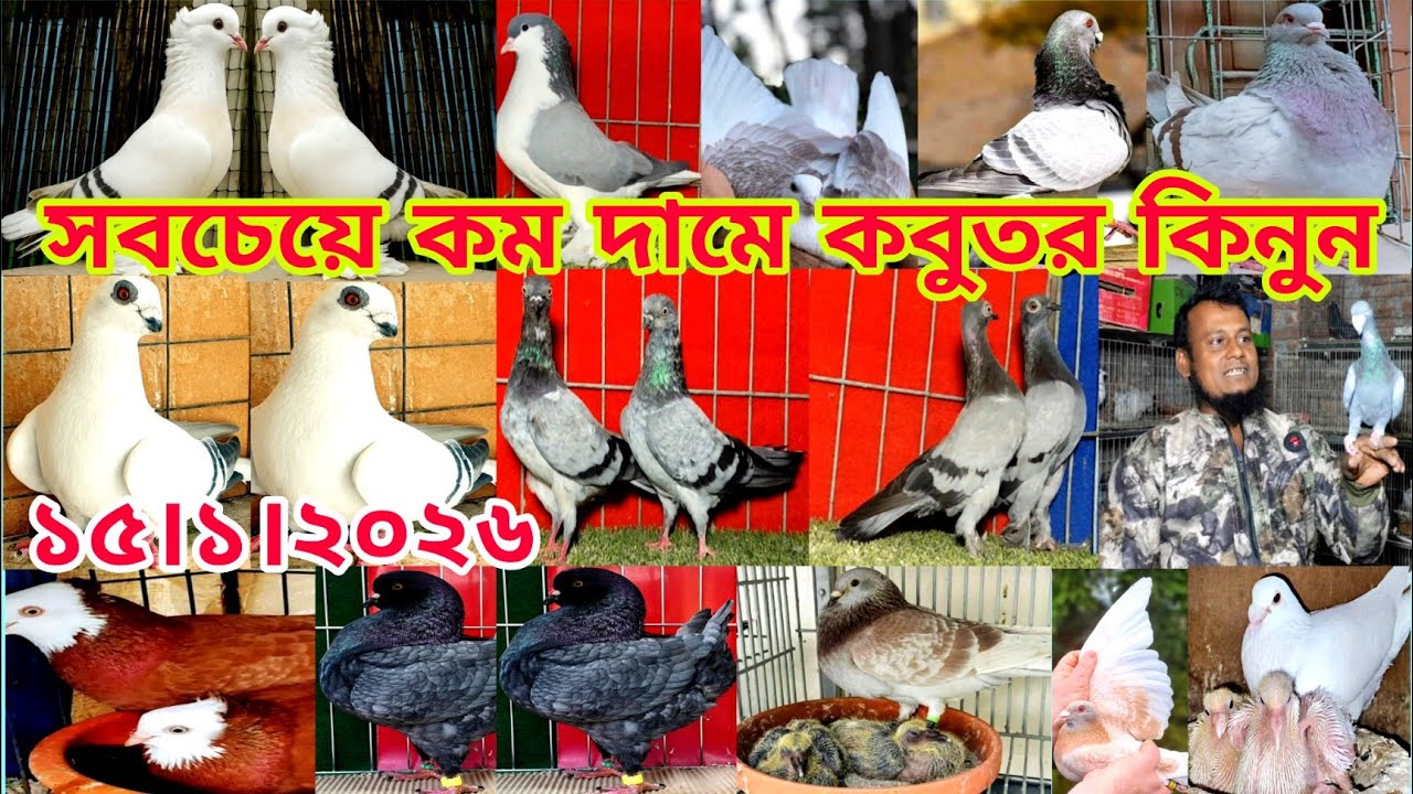 সাদা স্প্যানিশ কবুতরের দাম।। আরো ৩০০ টাকা পিকচার সো টাকা পিস কবুতর কিনুন।। ফিরোজ ভাই