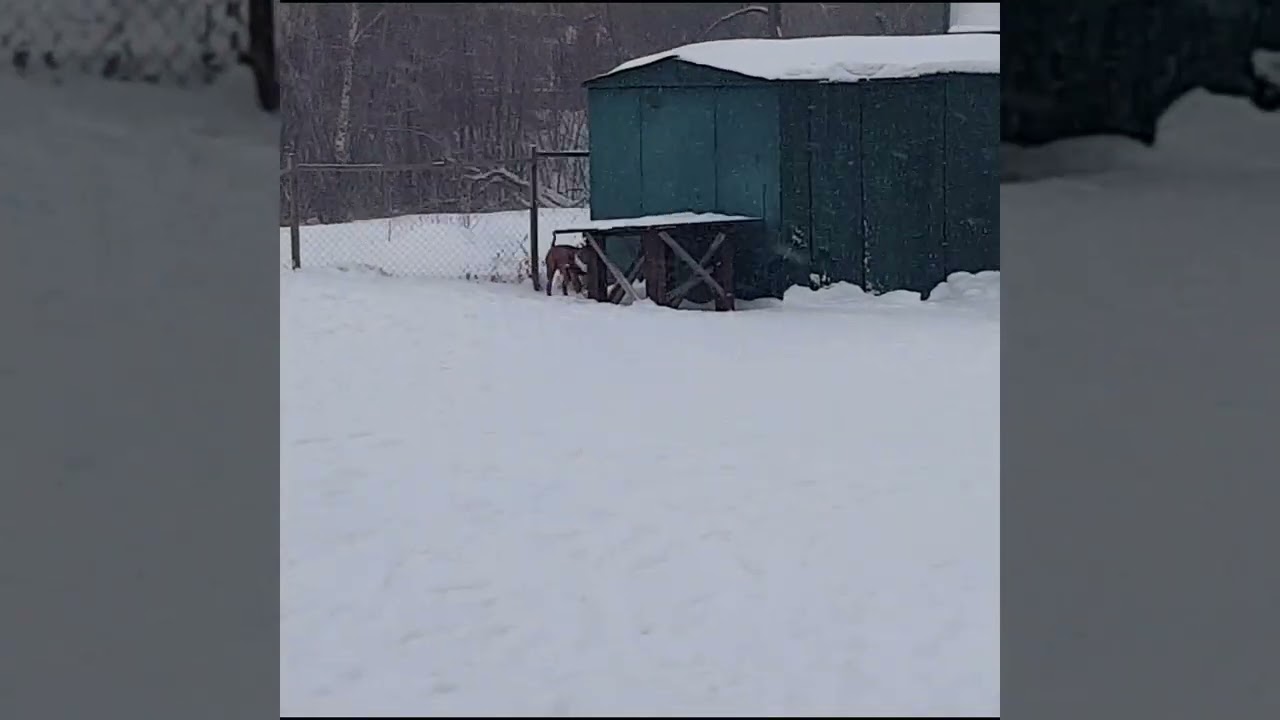 Dog walking area
