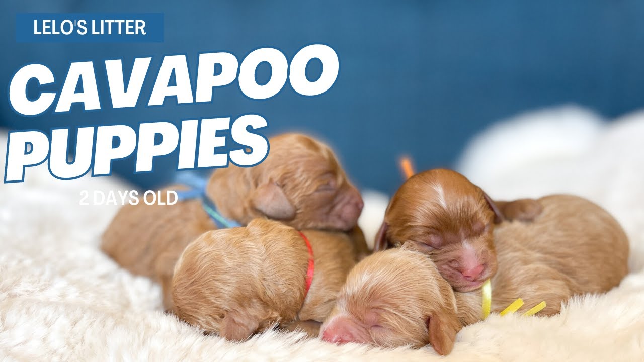 Lelo had 4 sweet Cavapoos! Taking applications now! Ready for Chrismtas!