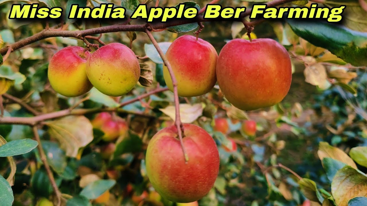 Miss India apple ber farming No1 quality Apple ber       contact number ☎️(9732461279)