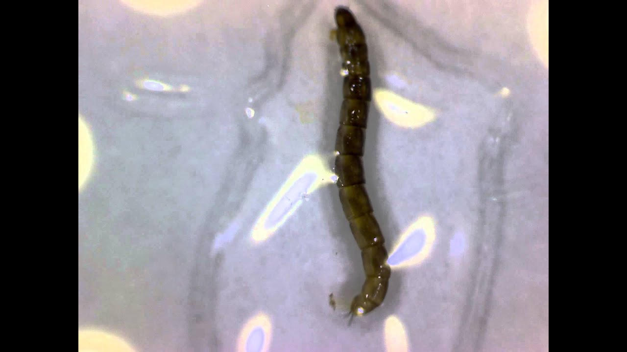 Insect Larvae