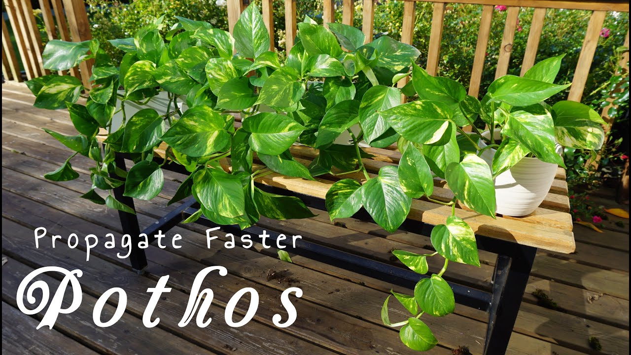 Pothos propagation faster in water avoiding root rot! How to take Epipremnum cuttings