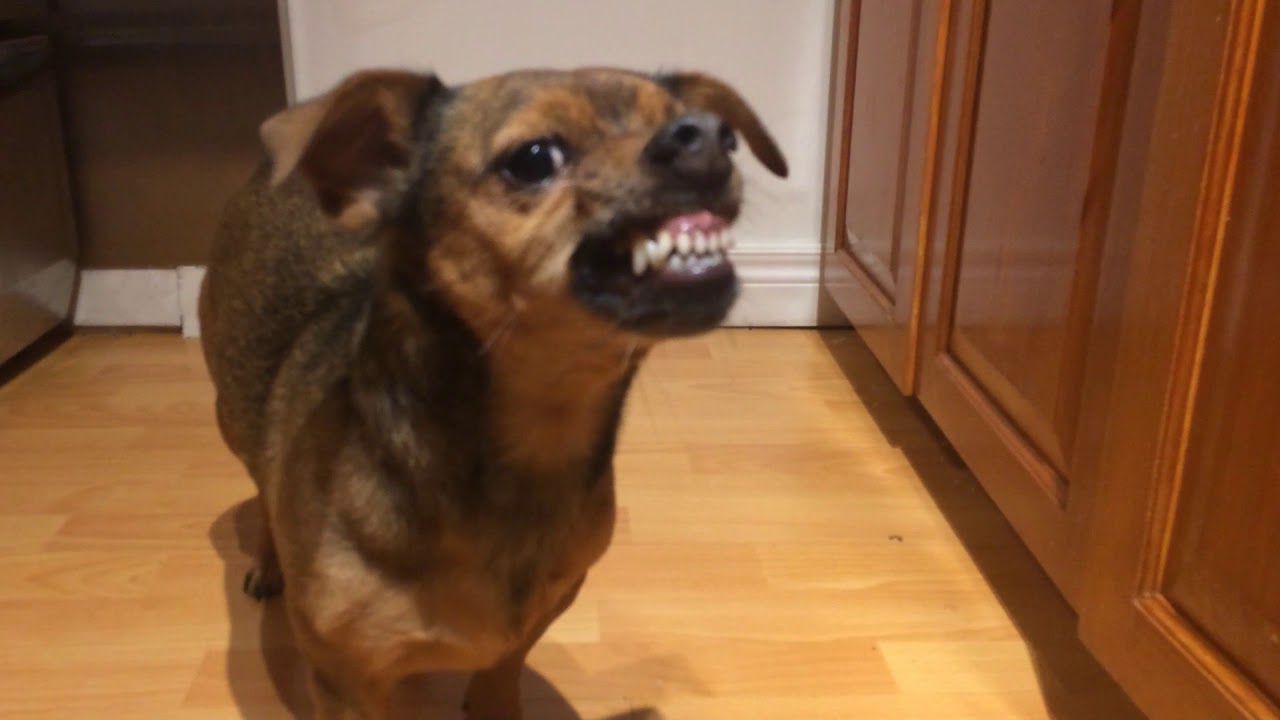 Taking a bone from a Dog 2