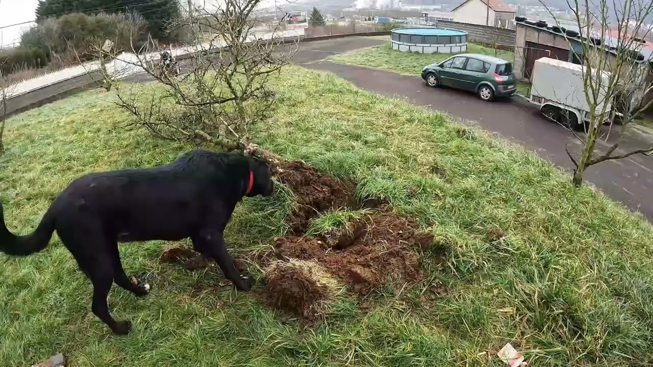 J’arrache un arbre avec le Solis 26