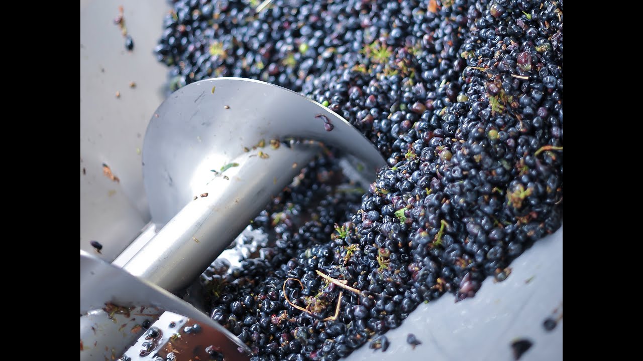 Crushing, de-stemming & pressing Rijk's Chenin Blanc