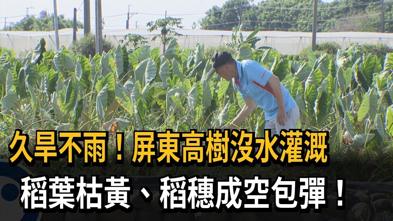 久旱不雨！屏東高樹沒水灌溉　稻葉枯黃、稻穗成空包彈！－民視新聞