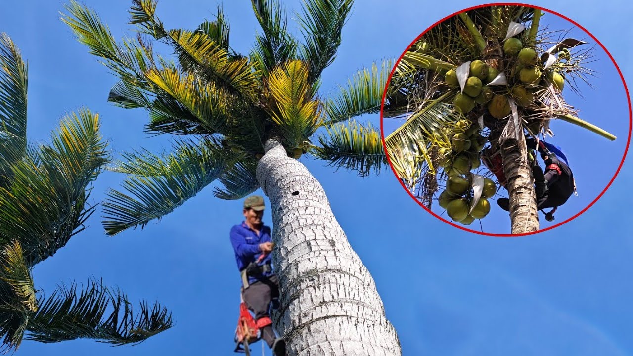 Cưa Cây Dừa Siêu Cao Siêu Trái gần nhà và ngay lối đi hằng ngày của ông cụ.
