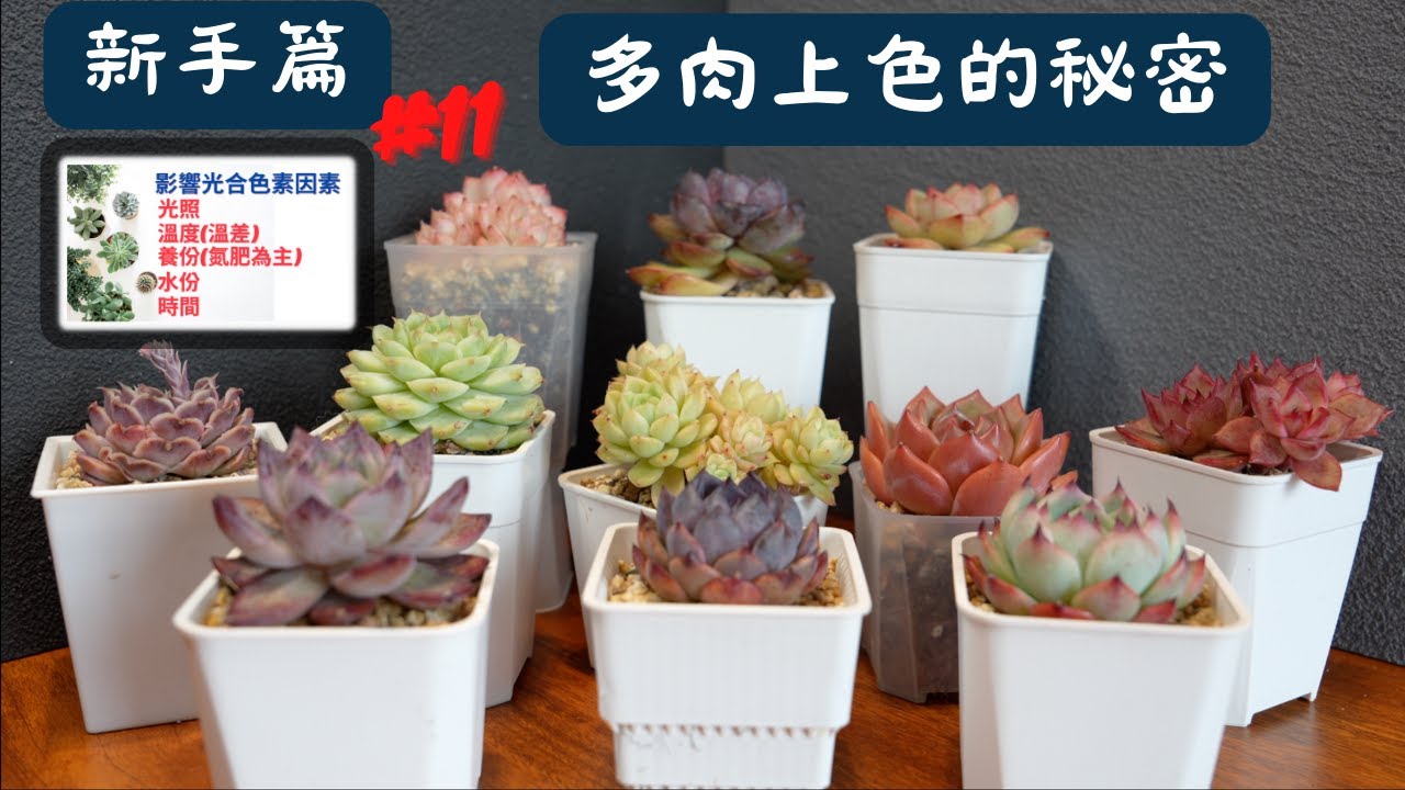多肉植物上色的秘密～不可以色色？到底要怎樣才能讓我的多肉植物們上顏色出狀態呢？！讓我們一起來看看吧～｜新手篇EP11 